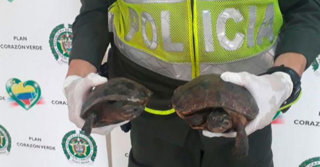 Grupo de protección animal, rescata tortugas cazadas | Noticias de Buenaventura, Colombia y el Mundo