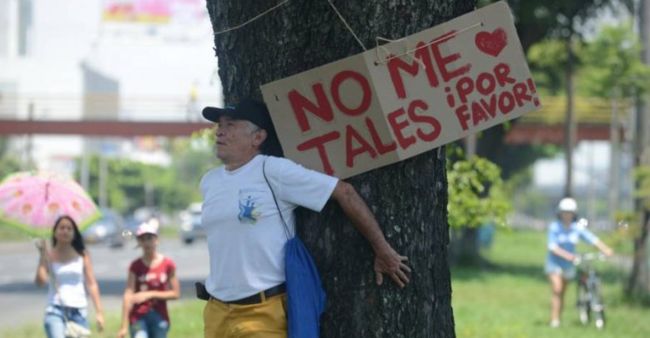 "Se cancela la tala de arboles para el Salsódromo": Alcalde de Cali | Noticias de Buenaventura, Colombia y el Mundo