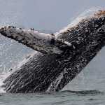 Mar Pacífico, el criadero de las Ballenas Jorobadas | Noticias de Buenaventura, Colombia y el Mundo