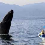 Videos alertan maniobras peligrosas de turistas al avistar ballenas | Noticias de Buenaventura, Colombia y el Mundo