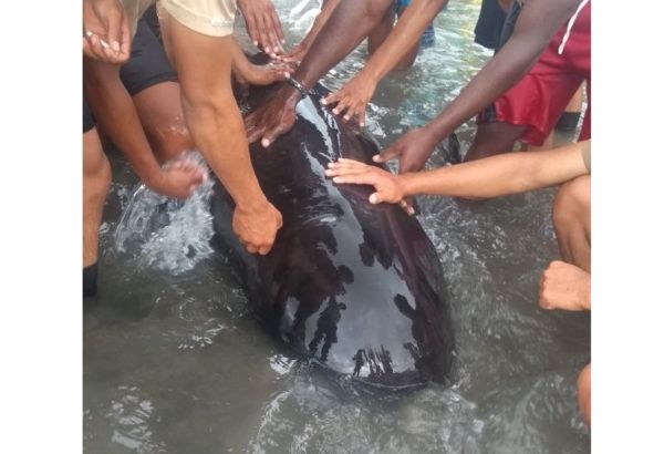 Tropas de la Armada, rescatan un ballenato encallado en playas de Juanchaco | Noticias de Buenaventura, Colombia y el Mundo