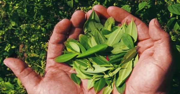 Cultivos de coca fueron encontrados en "La esperanza", via Buenaventura | Noticias de Buenaventura, Colombia y el Mundo