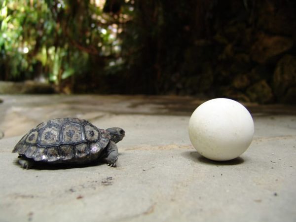 Liberan tortugas bebés en el mar de Buenaventura | Noticias de Buenaventura, Colombia y el Mundo