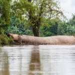 Chocó en emergencia invernal: 4 municipios afectados por el río Atrato | Noticias de Buenaventura, Colombia y el Mundo