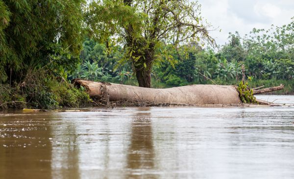 Chocó en emergencia invernal: 4 municipios afectados por el río Atrato | Noticias de Buenaventura, Colombia y el Mundo
