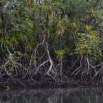 CVC y Unipacífico monitorearán el estado del ecosistema manglar | Noticias de Buenaventura, Colombia y el Mundo
