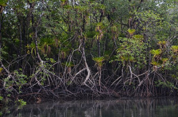 CVC y Unipacífico monitorearán el estado del ecosistema manglar | Noticias de Buenaventura, Colombia y el Mundo