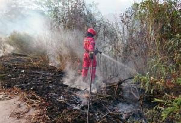 Emergencias forestales registradas por altas temperaturas en Buenaventura | Noticias de Buenaventura, Colombia y el Mundo
