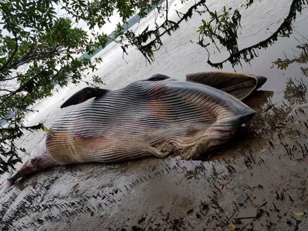 Encuentran un ballenato muerto en aguas de Buenaventura | Noticias de Buenaventura, Colombia y el Mundo
