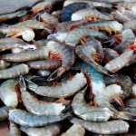 "Pescadores a violan la veda de camarón, obligados por grupos ilegales": Aunap | Noticias de Buenaventura, Colombia y el Mundo