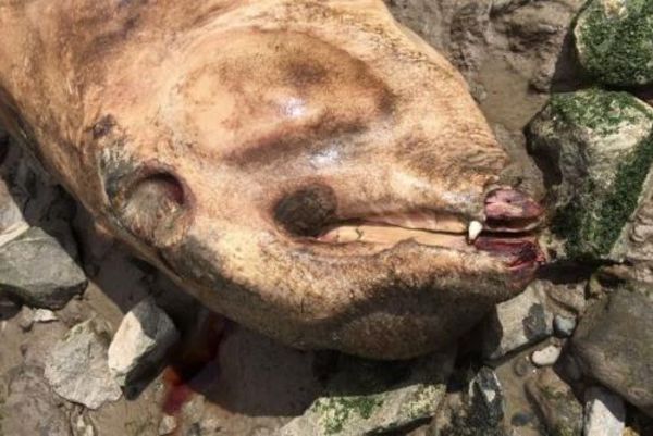 Una extraña criatura con colmillos es encontrada en Liverpool | Noticias de Buenaventura, Colombia y el Mundo