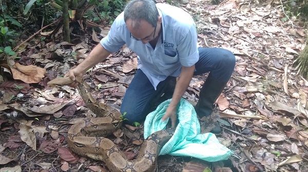 CVC liberó en selvas del Pacífico 51 animales que estaban en cautiverio | Noticias de Buenaventura, Colombia y el Mundo