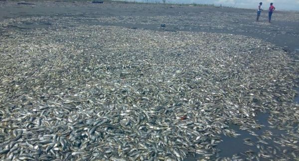 Codechocó habla sobre mortandad de peces en el Bajo San Juan | Noticias de Buenaventura, Colombia y el Mundo