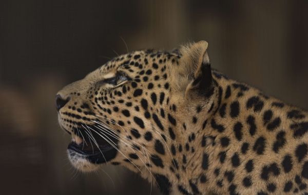 Niño es devorado por un Leopardo en un parque natural | Noticias de Buenaventura, Colombia y el Mundo
