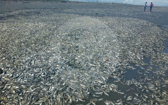 ¿Por qué murieron millones de peces en el Chocó? | Noticias de Buenaventura, Colombia y el Mundo