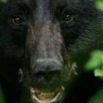 Un oso mató a un hombre que quería tomarse una "selfie" con el | Noticias de Buenaventura, Colombia y el Mundo