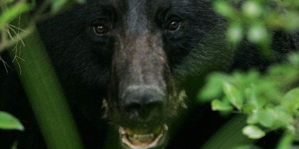 Un oso mató a un hombre que quería tomarse una "selfie" con el | Noticias de Buenaventura, Colombia y el Mundo
