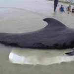 Una ballena muere al consumir bolsas plásticas tiradas al mar | Noticias de Buenaventura, Colombia y el Mundo