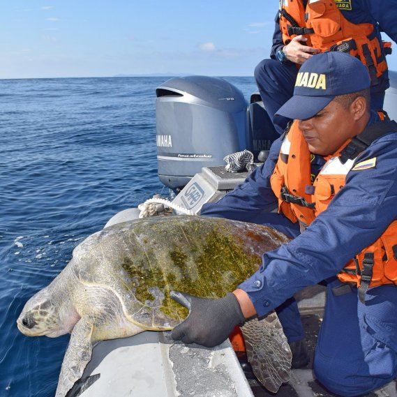 Liberada tortuga atrapada en red de pesca | Noticias de Buenaventura, Colombia y el Mundo