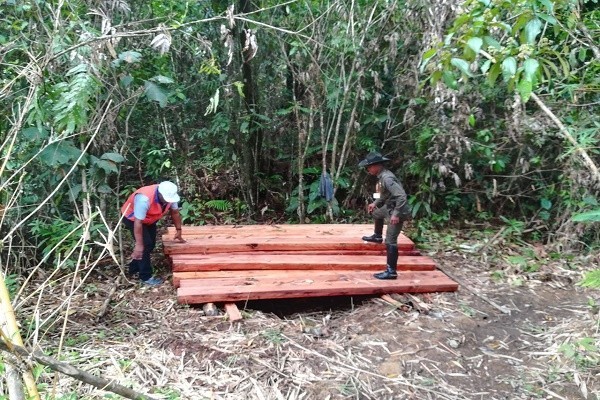 autoridades logran incautar varios bloques de madera en Chocó | Noticias de Buenaventura, Colombia y el Mundo