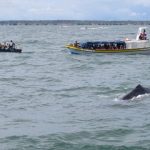 Se busca que la tradición cultural de avistamiento de ballenas sea declarada como patrimonio inmaterial de la nación | Noticias de Buenaventura, Colombia y el Mundo