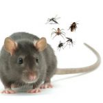 Secretaría de salud trabaja en reducir presencia de roedores y zancudos en la ciudad | Noticias de Buenaventura, Colombia y el Mundo