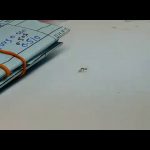 VIRAL: Una hormiga se roba un diamante en joyería de Nueva York | Noticias de Buenaventura, Colombia y el Mundo