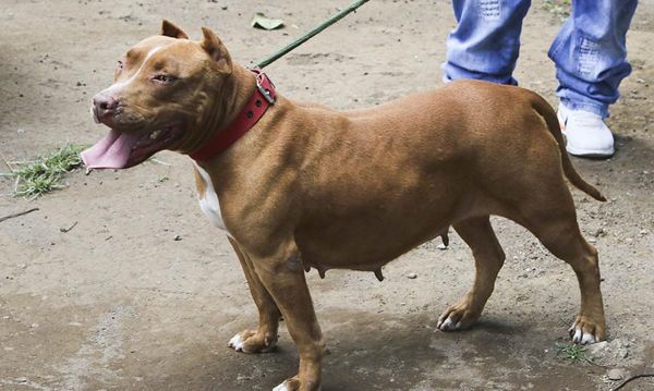Un perro raza pitbull terminó muerto tras operativo de la policía en Cali | Noticias de Buenaventura, Colombia y el Mundo