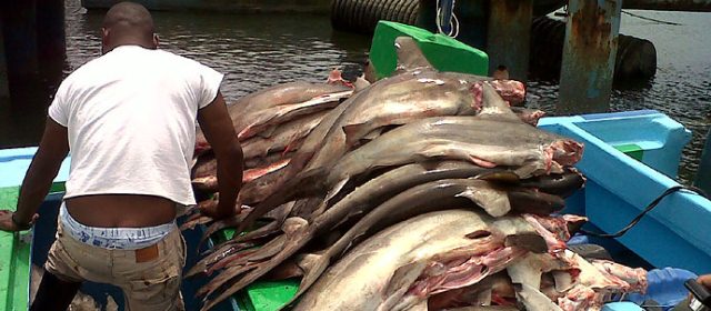 Tercer simulacro de pesca ilegal e ilícita en el Pacífico | Noticias de Buenaventura, Colombia y el Mundo