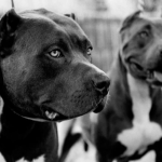 Dos perros raza Pitbull causan la muerte de un menor de edad | Noticias de Buenaventura, Colombia y el Mundo