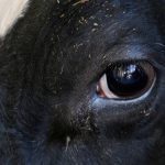Video de una vaca "preñada" que está de rodillas y "llorando por su vida" conmociona la Red y reúnen 3.600 dólares para salvarla