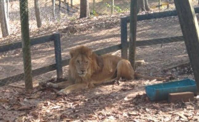 Fiscalía iniciará investigación penal por caso del león 'Júpiter'
