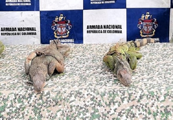 Iguanas en cautiverio liberadas