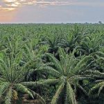 Productores de aceite de palma denuncian campaña de desprestigio