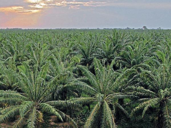 Productores de aceite de palma denuncian campaña de desprestigio