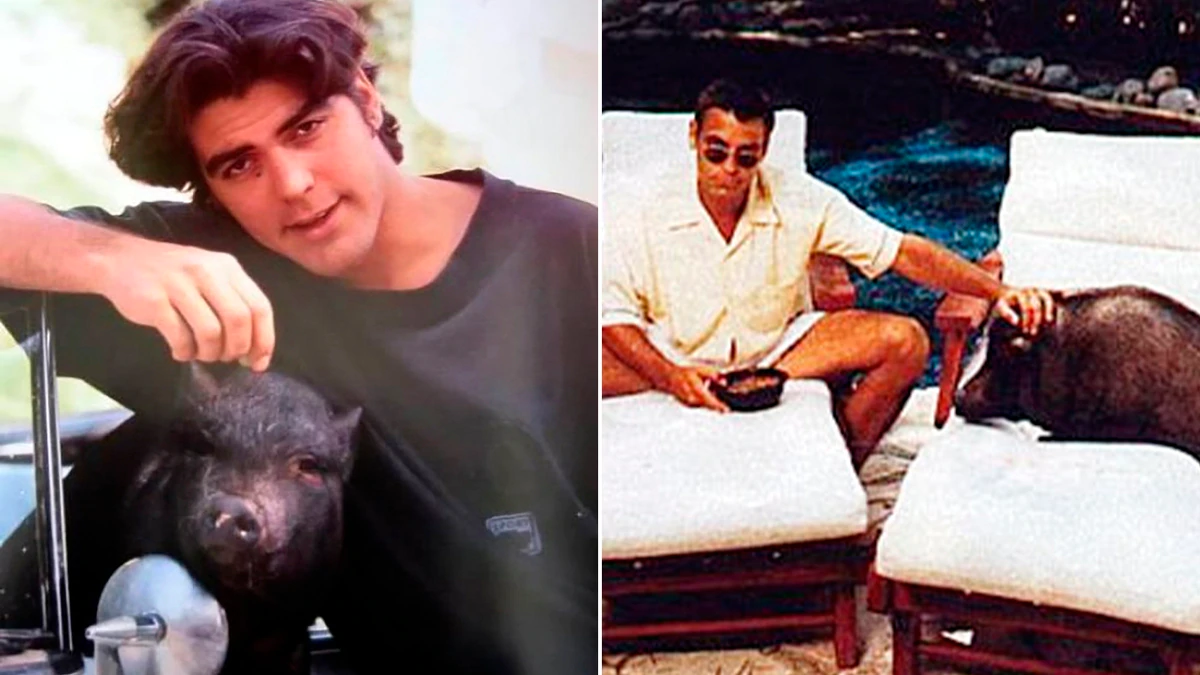 Un héroe inesperado: el día que un cerdo le salvó la vida a George Clooney