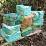 Ejército y Armada encontraron caleta con 250 kilos de marihuana de las disidencias en el Valle del Cauca