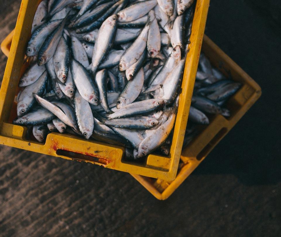 Abastecimiento de pescado para Semana Santa en Colombia - Sectores - Economía