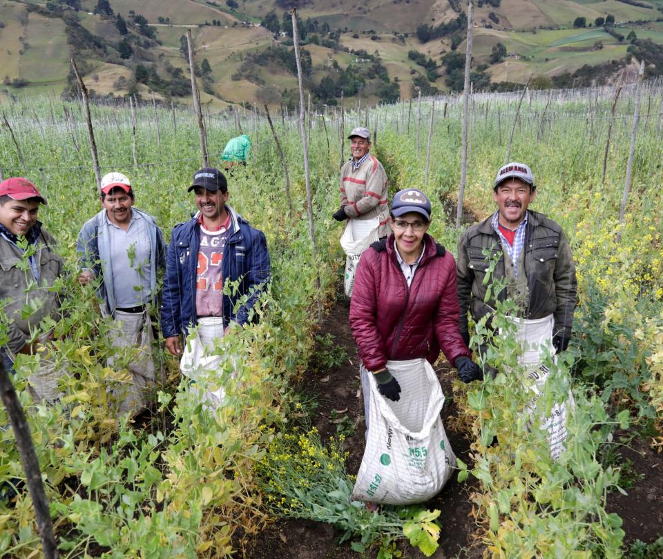 Coronavirus Colombia: ¿Cómo van el campo y sector agrícola en la pandemia? Ultimas noticias - Sectores - Economía