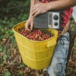 Empleo: 135.000 recolectores de café podrán trabajar con bioseguiridad tras definicón de protocolos - Sectores - Economía