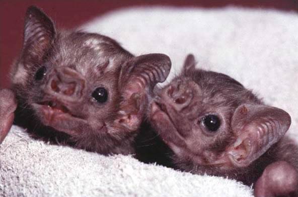 Coronavirus: detectan 6 nuevas cepas de otros virus provenientes de murciélagos