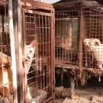 China prohíbe criar perros para su consumo humano al no considerarlos ganado