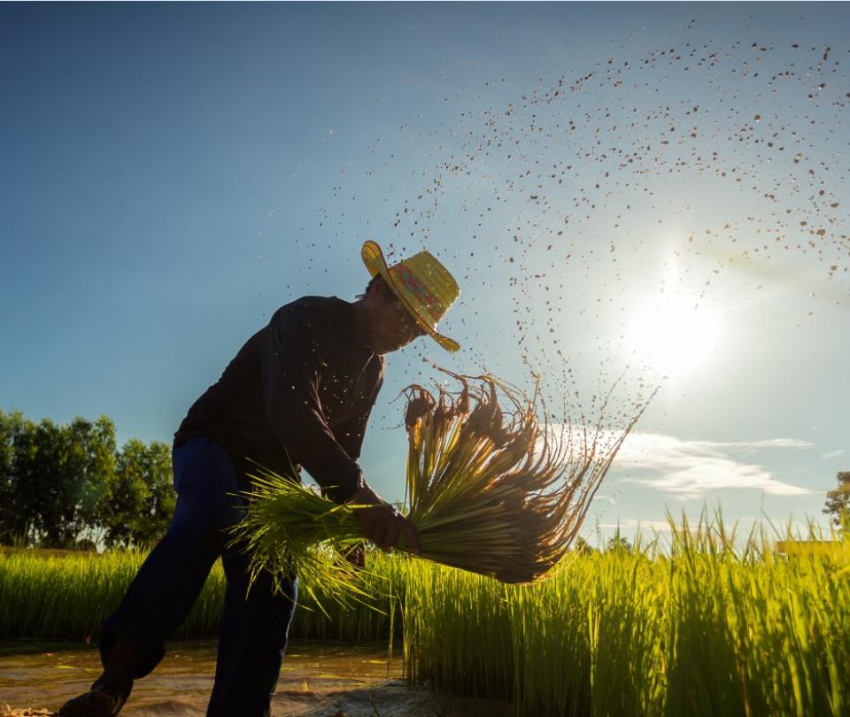 Coronavirus noticias | El arroz resiste pandemias y crisis financieras | Economía