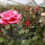 Floricultores, con serias dudas previo a la temporada baja - Sectores - Economía