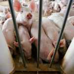 Investigan un virus detectado en cerdos chinos, denominado G4