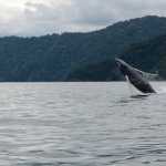 Ballenas Jorobadas comienzan a llegar al Parque Nacional Natural Utria | Noticias de Buenaventura, Colombia y el Mundo