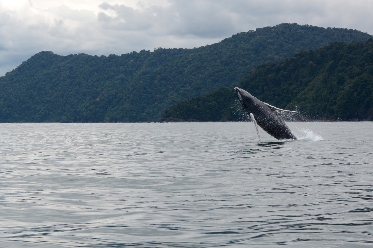 Ballenas Jorobadas comienzan a llegar al Parque Nacional Natural Utria | Noticias de Buenaventura, Colombia y el Mundo
