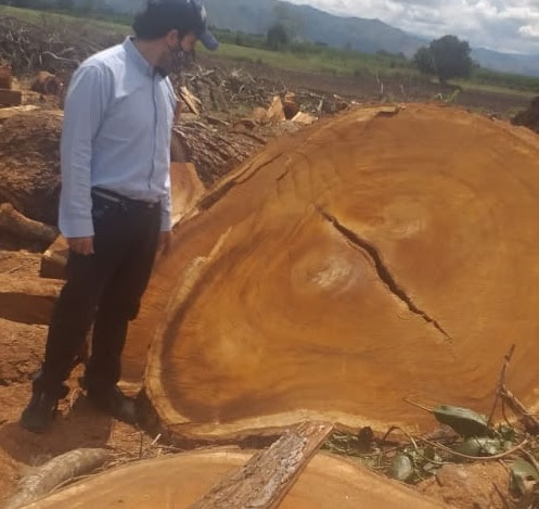 Una tala tiene indignada a la comunidad del centro del Valle | Noticias de Buenaventura, Colombia y el Mundo