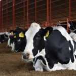¿Las vacas ayudarían a tratar COVID-19 en humanos? | CONtexto ganadero