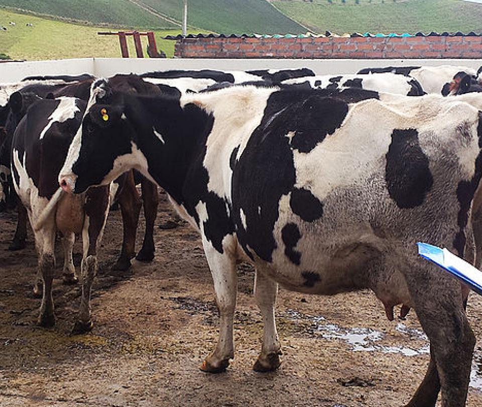 Así va la pelea entre productores y procesadores de leche en el país - Sectores - Economía